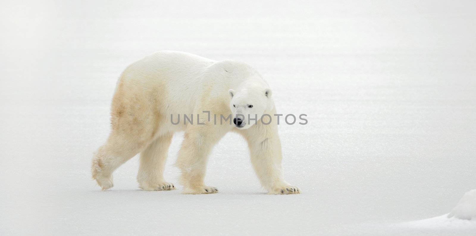 The polar bear goes on snow.