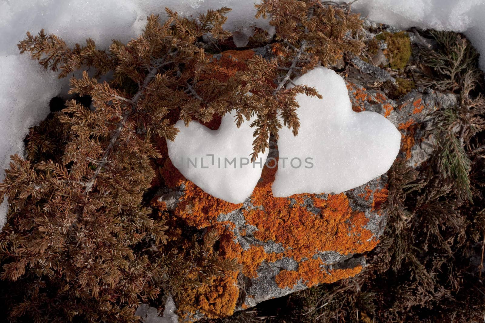 Two Valentine�s Day Hearts formed from snow on rock with orange lichens.