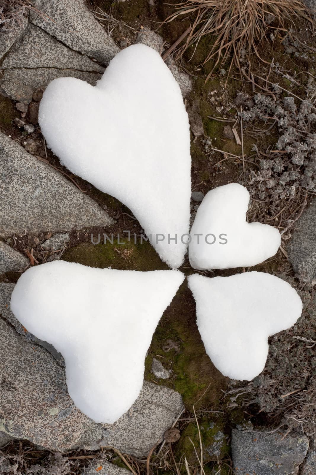 Four Valentine�s Day Hearts formed from snow on the ground symbolizing a loving family.