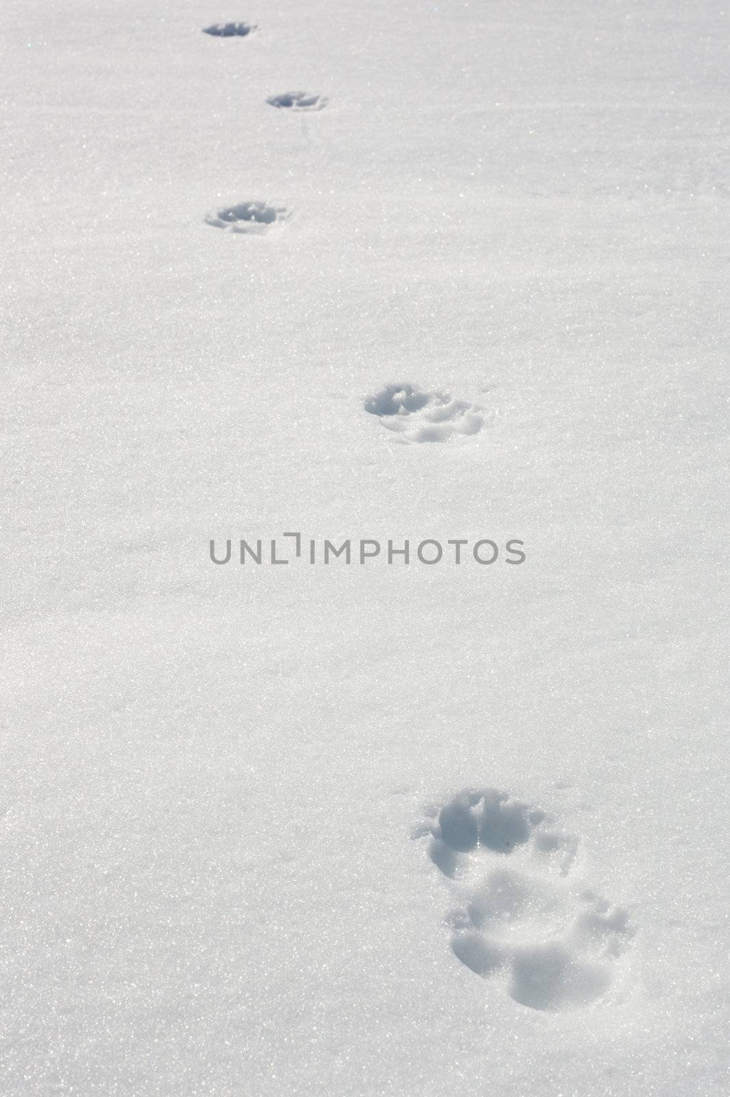 Recent tracks of a wolf in surface of wind packed sow