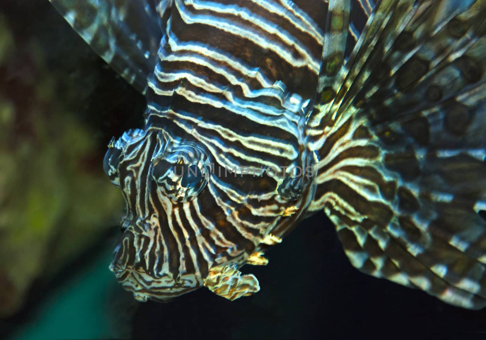 Close up of a lionfish looking into the camera