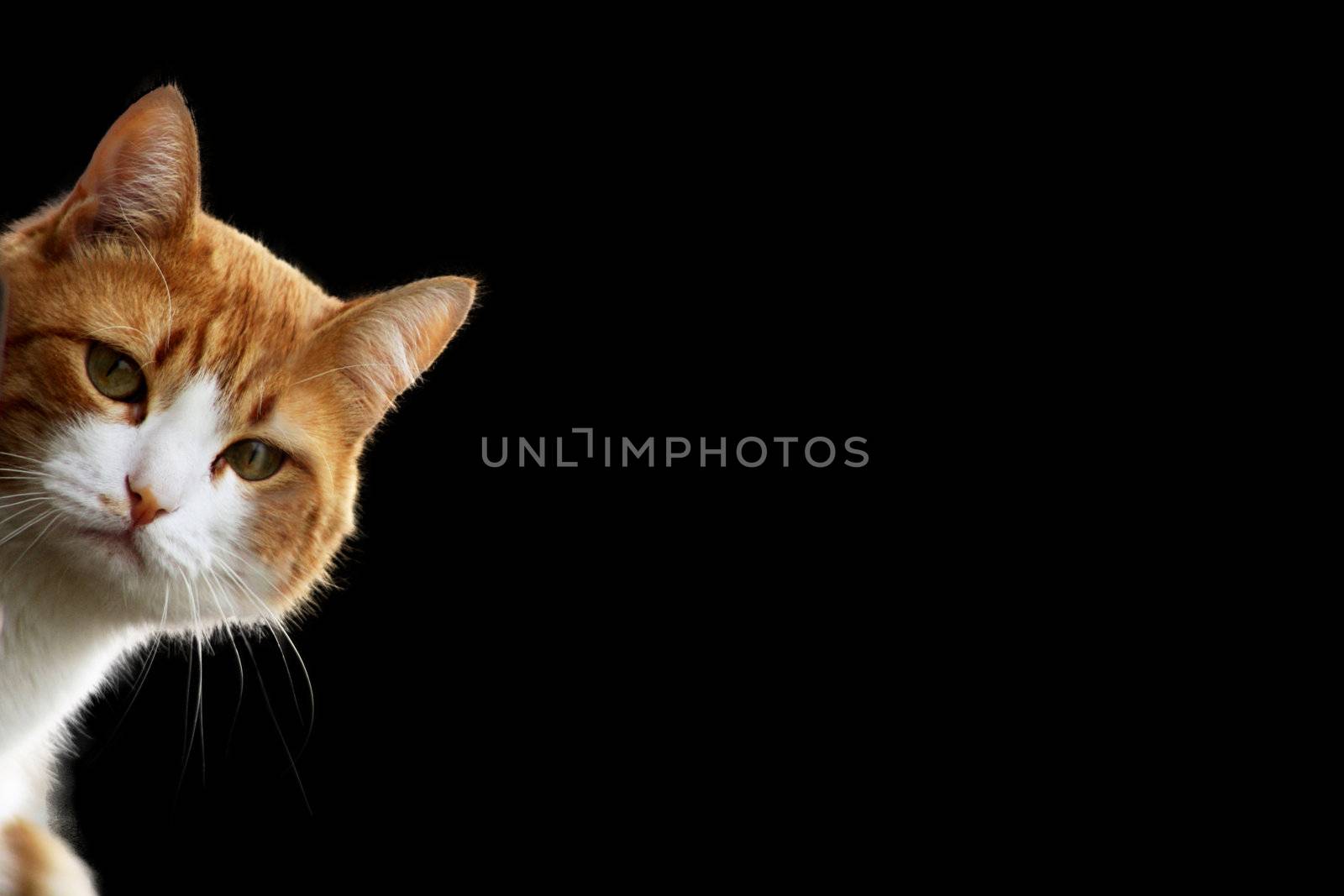 Playful kitten in wait for prey position 