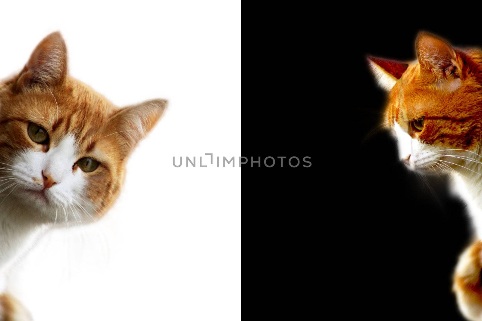 Cat by photochecker