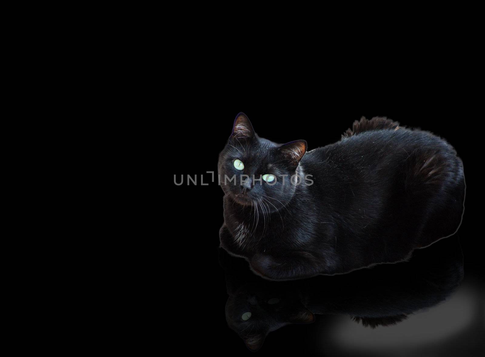 Black Kitty by photochecker