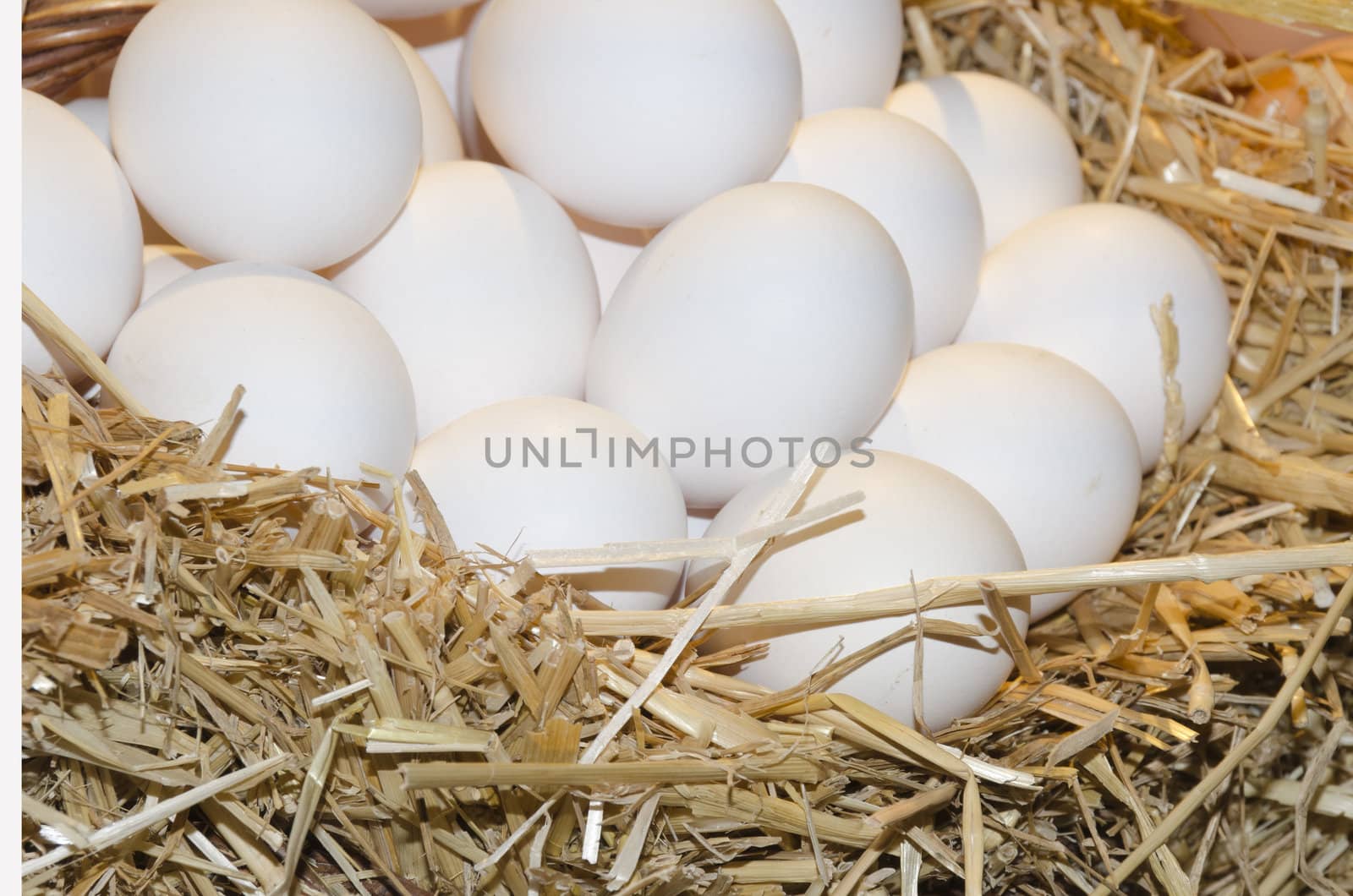 white eggs on straw in a farm