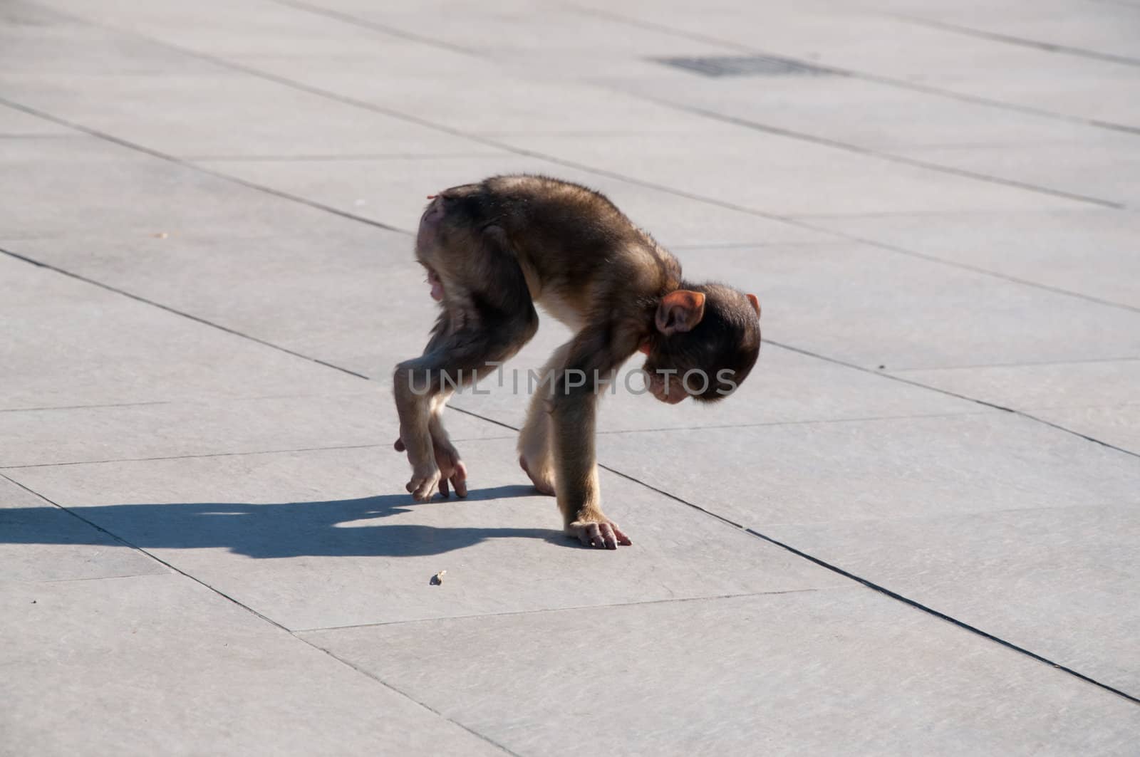 Backlit baby monkey casting long shadow sitting on wooden planking.