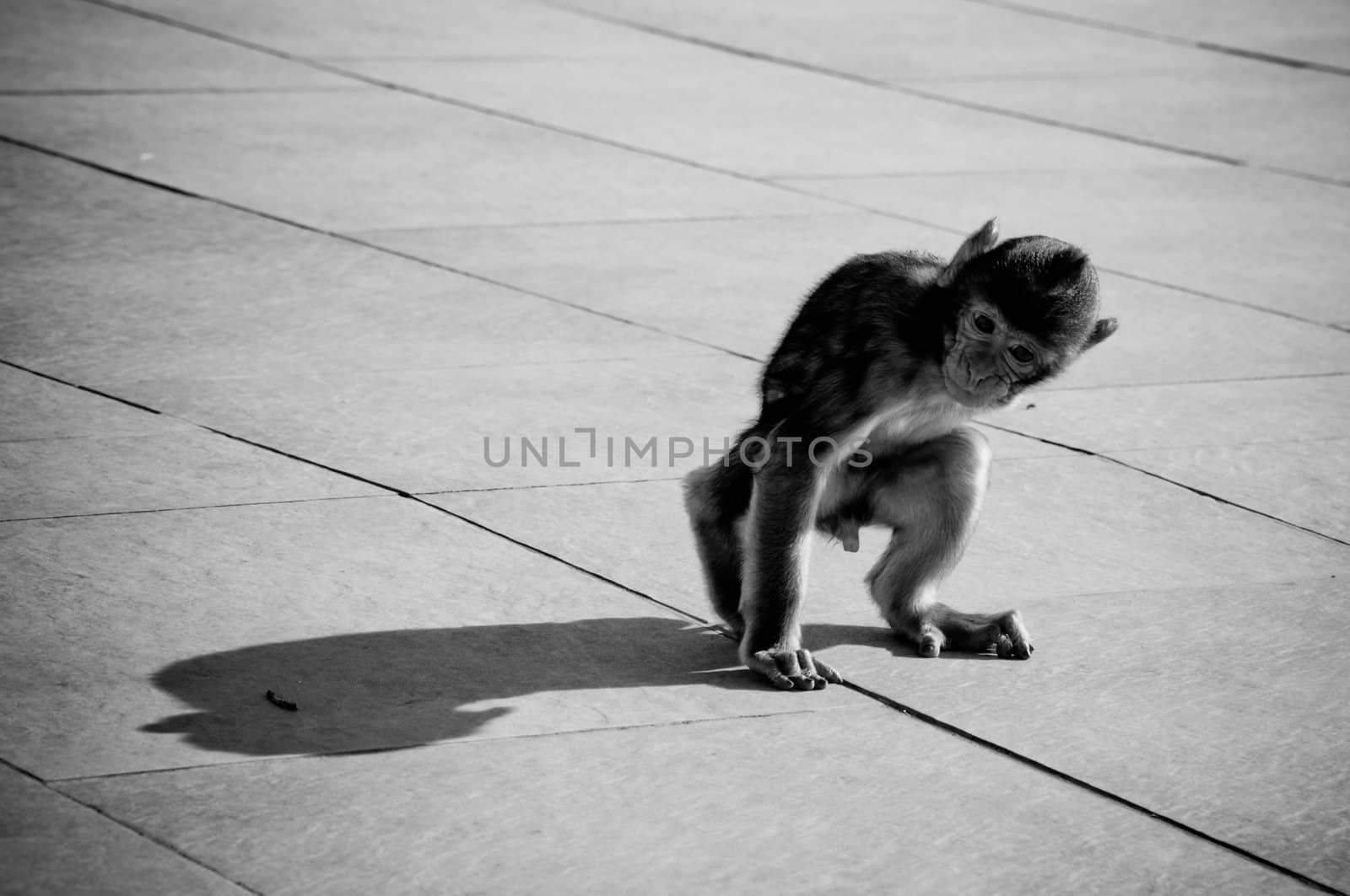 Backlit baby monkey casting long shadow sitting on wooden planking.