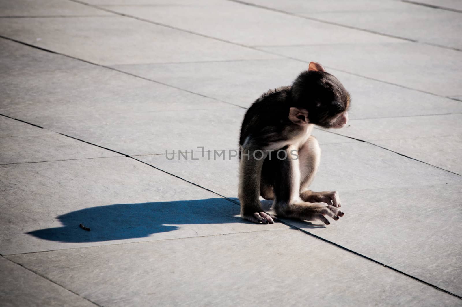 Backlit baby monkey casting long shadow sitting on wooden planking.