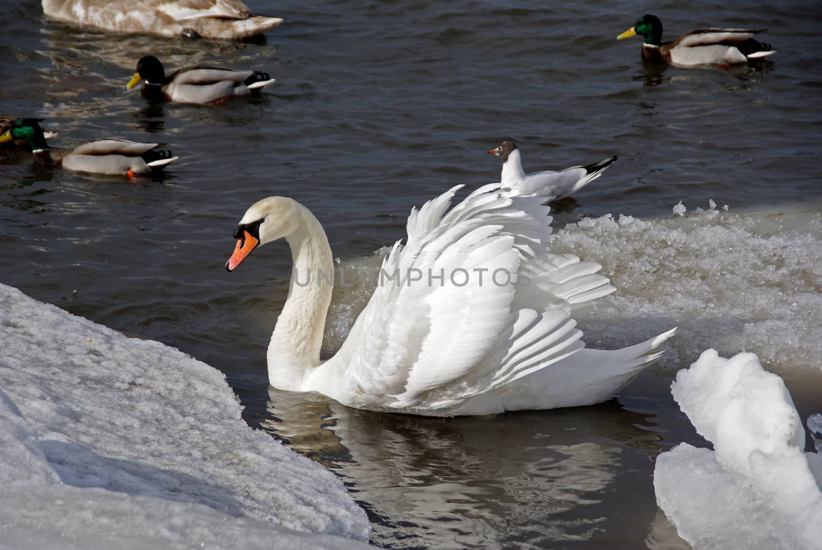 The white swan floats near to an edge of an ice