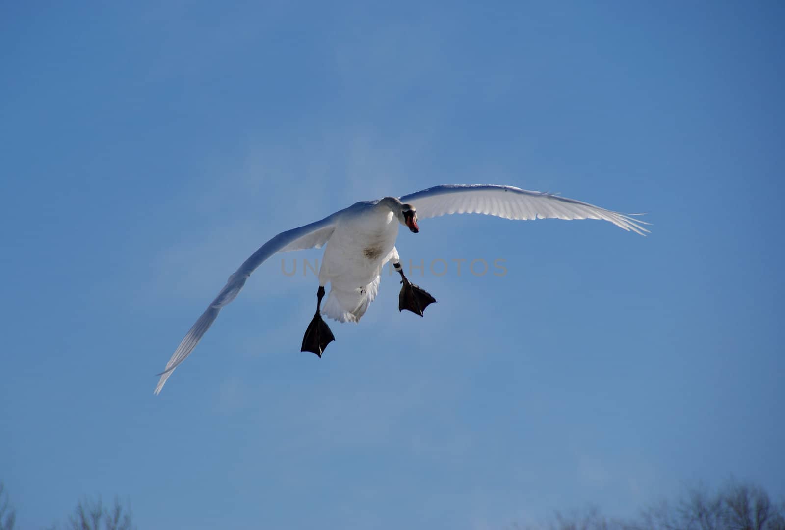 The white swan flies in the  blue sky