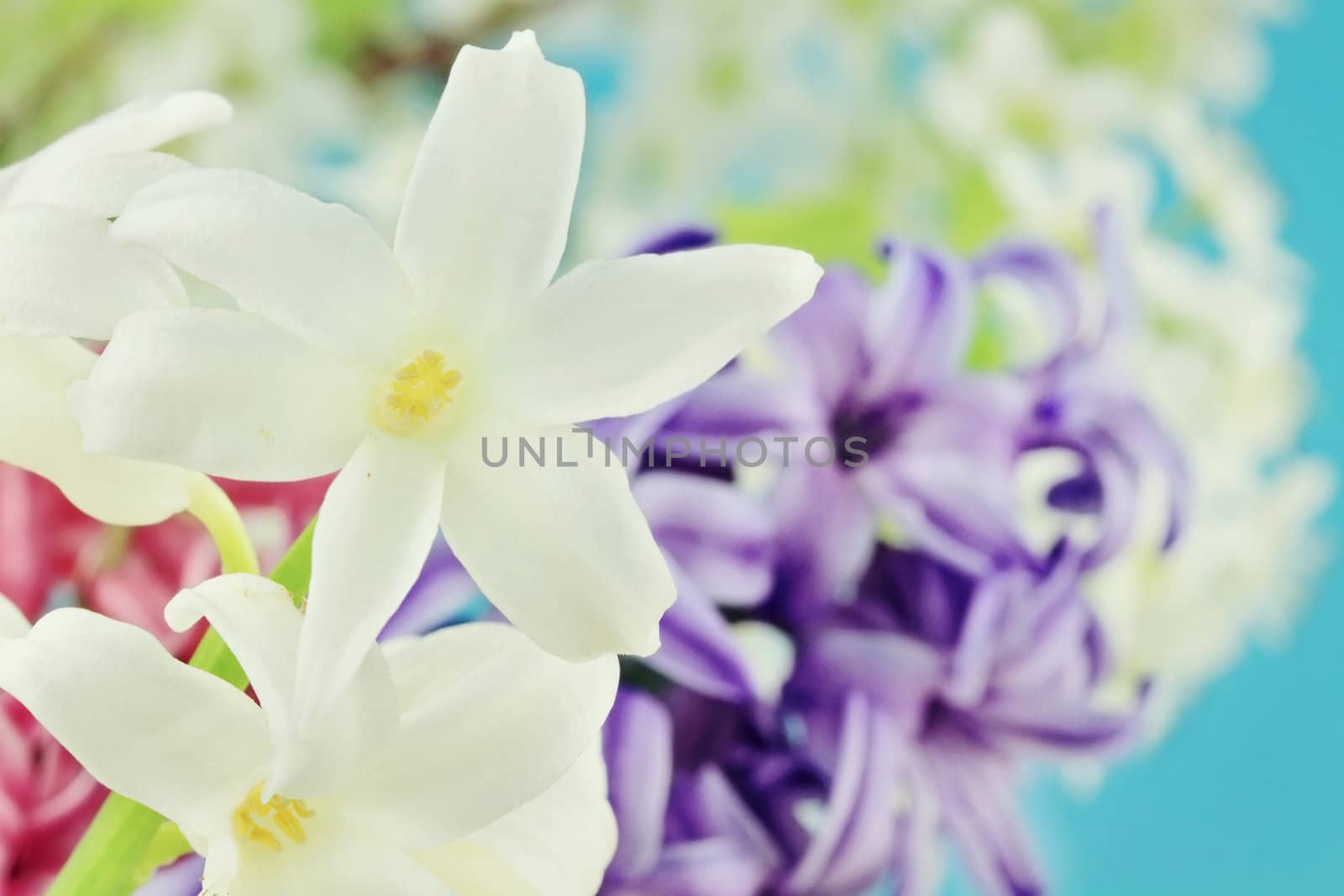 Beautiful pink hyacinth macro with colorful hyacinths in background. Extreme shallow DOF with selective focus on white hyacinth.
