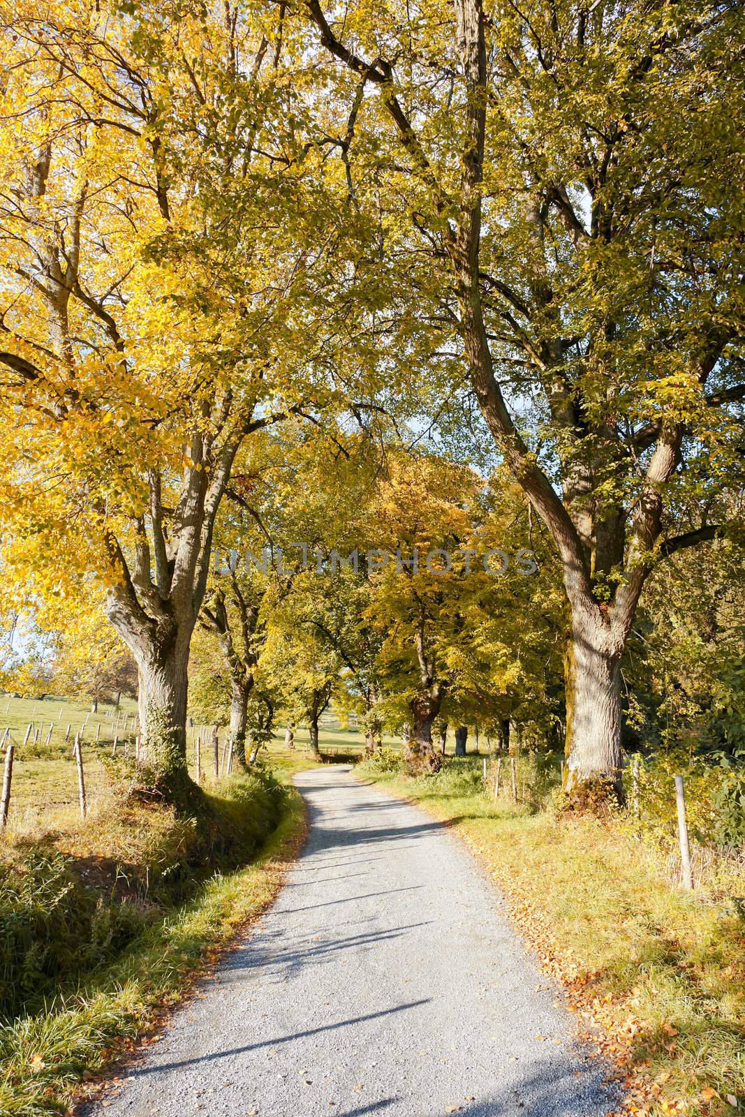 An image of a nice autumn landscape