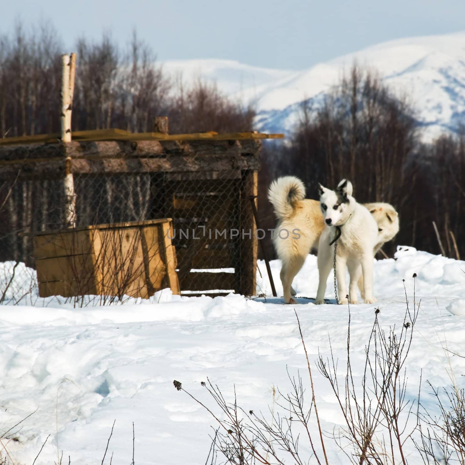 Dog on a box on open air