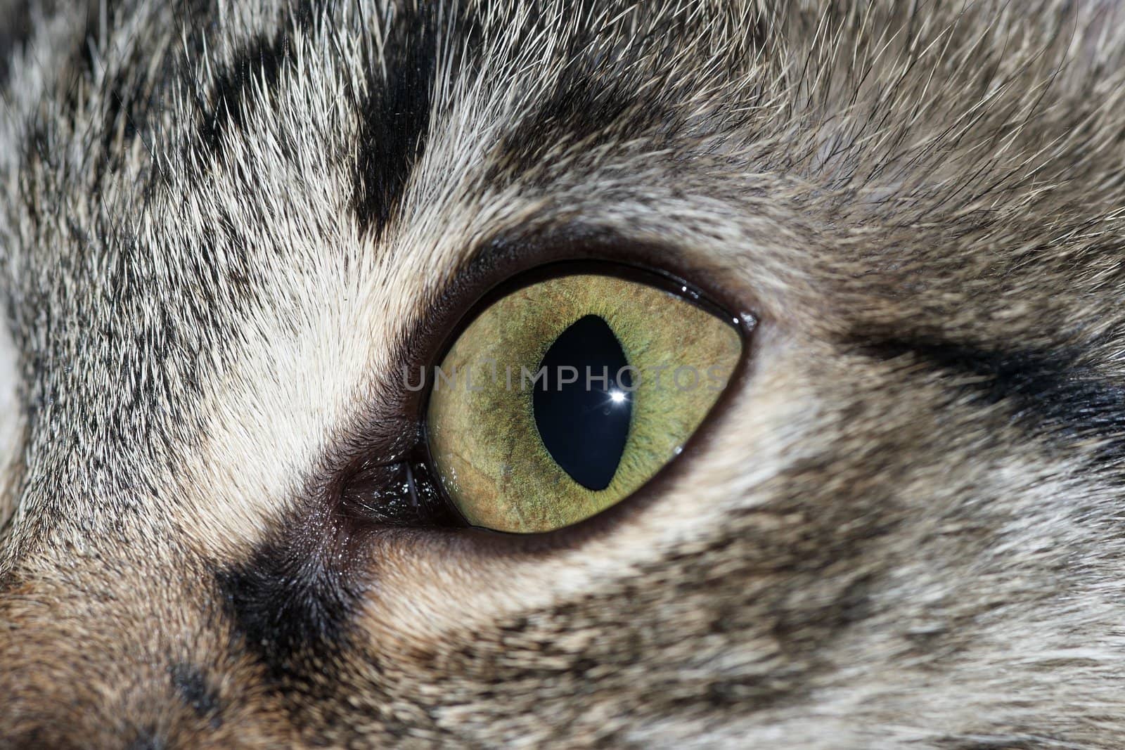 close up view of the green cat eye