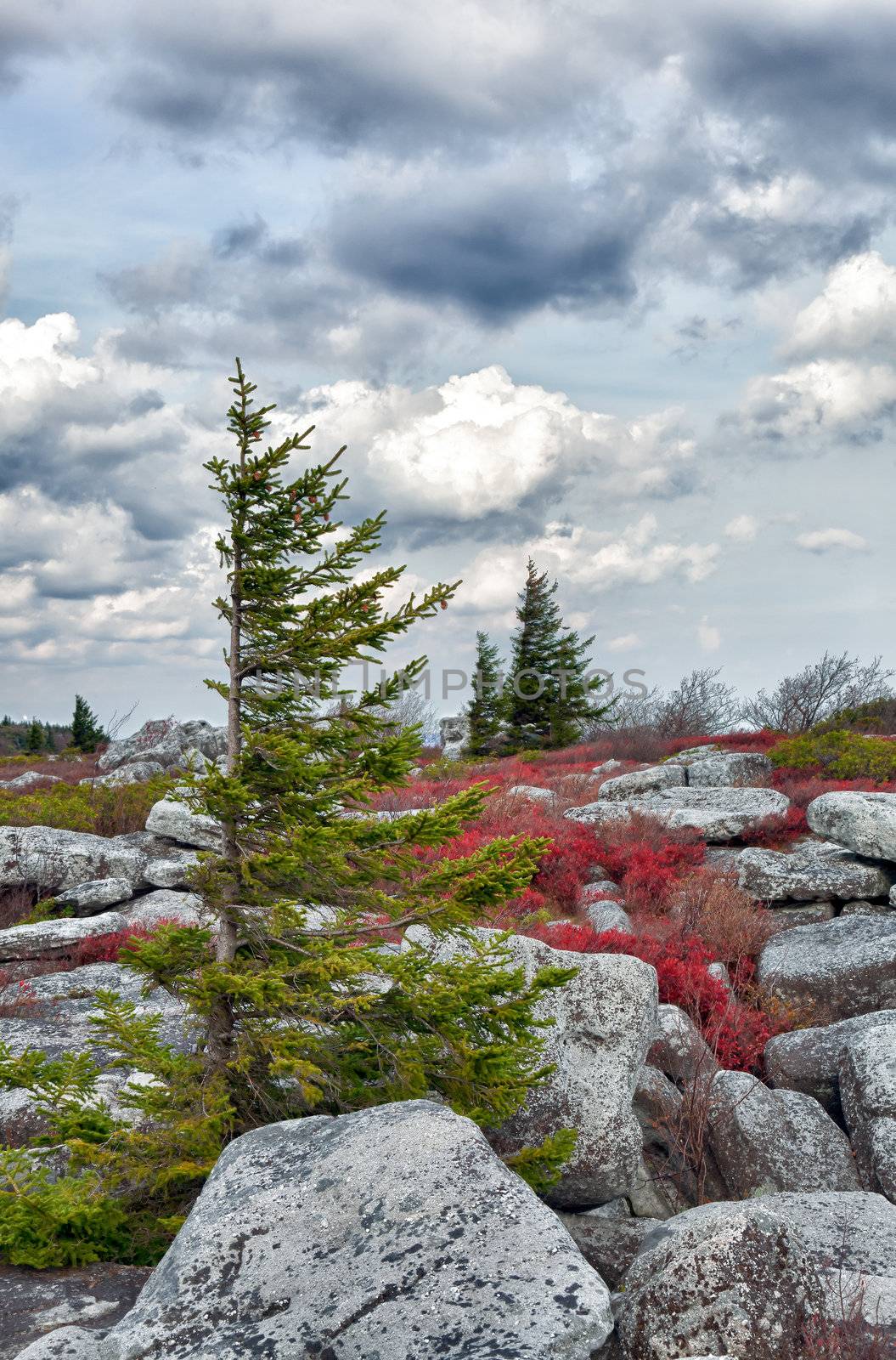 Pine tree battered by wind on mountain top and growing among blueberry plants and large boulders