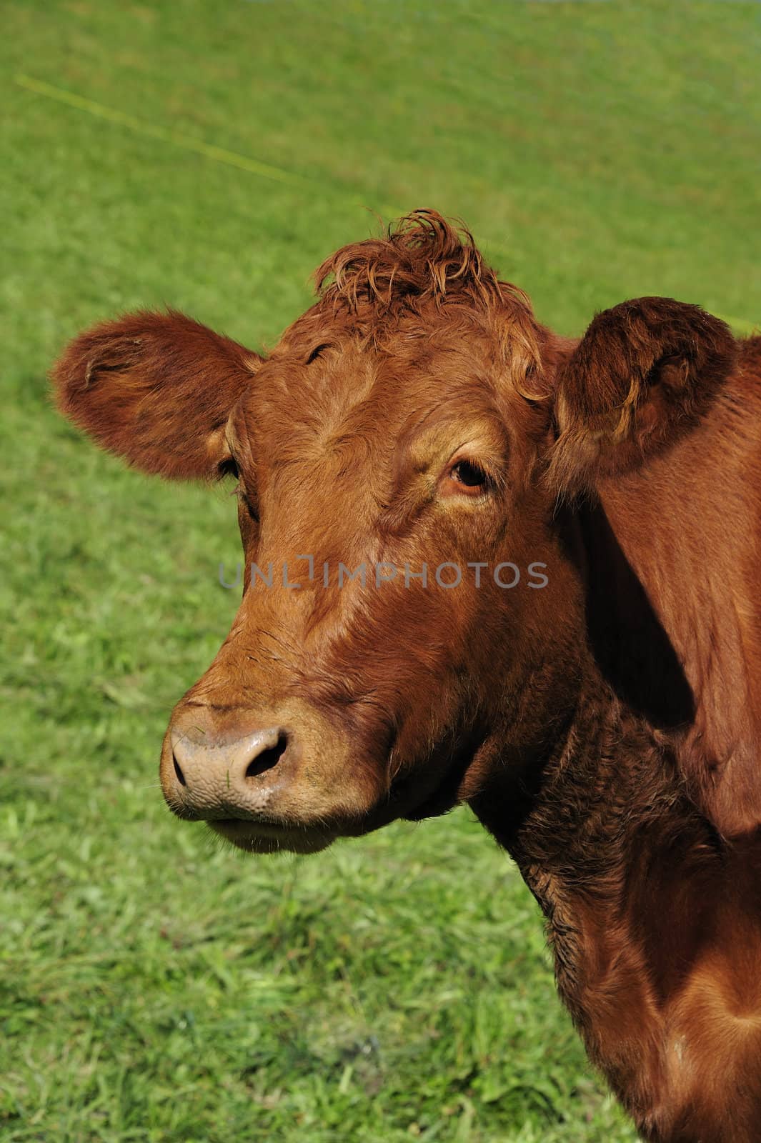 Portrait of a Red Poll dairy cow against a green background