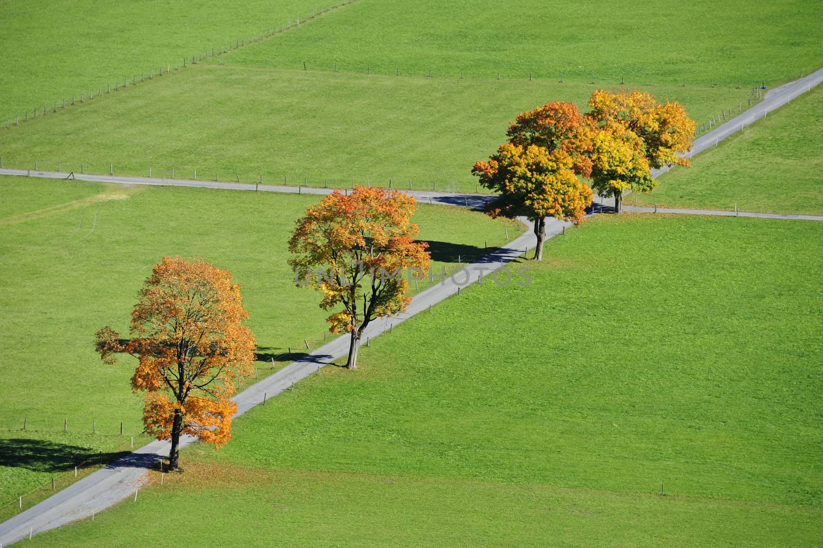 Autumn trees by Bateleur