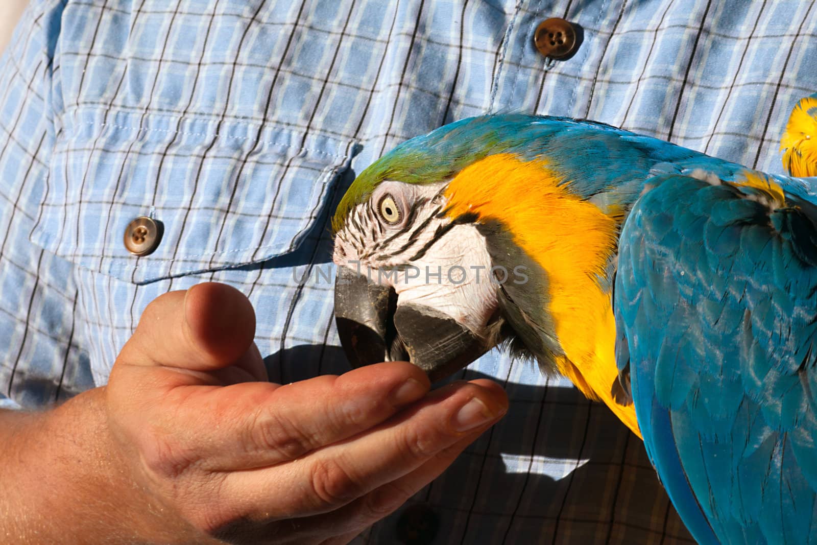 parrot eating out of a hand