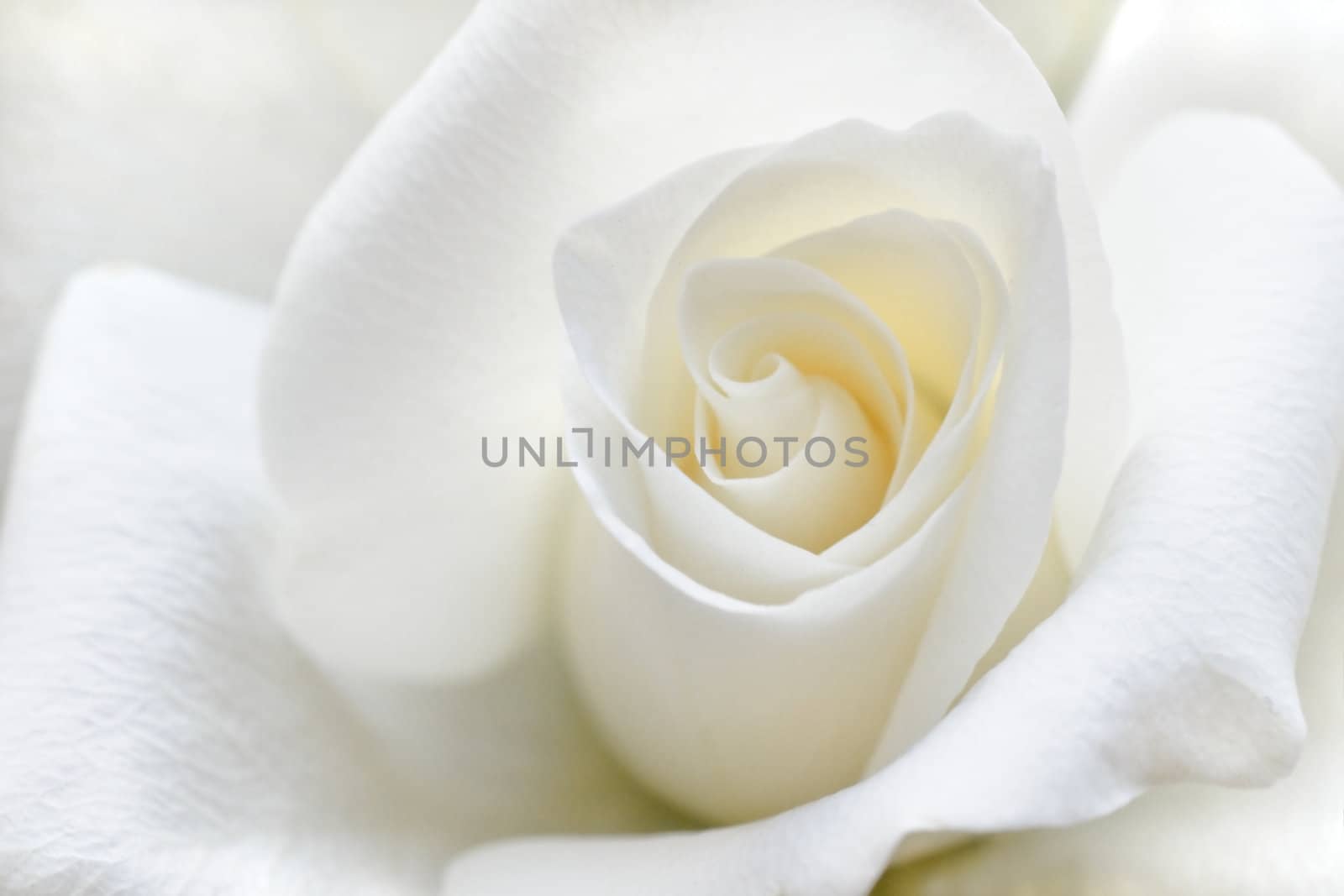 Beautiful rose with soft white petals in close view