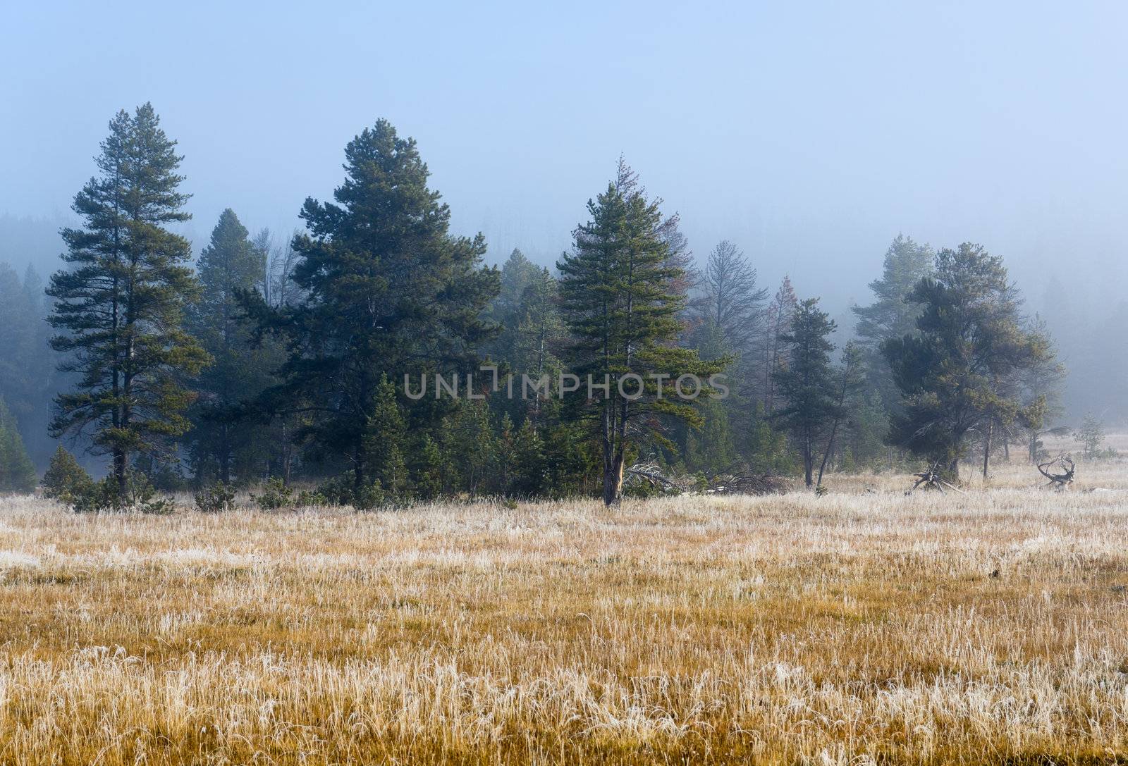 Foggy autumn morning, Yellowstone National Park, Wyoming, USA