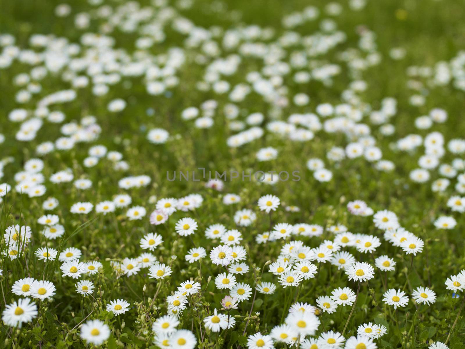 Spring Background - Daisies in the Grass