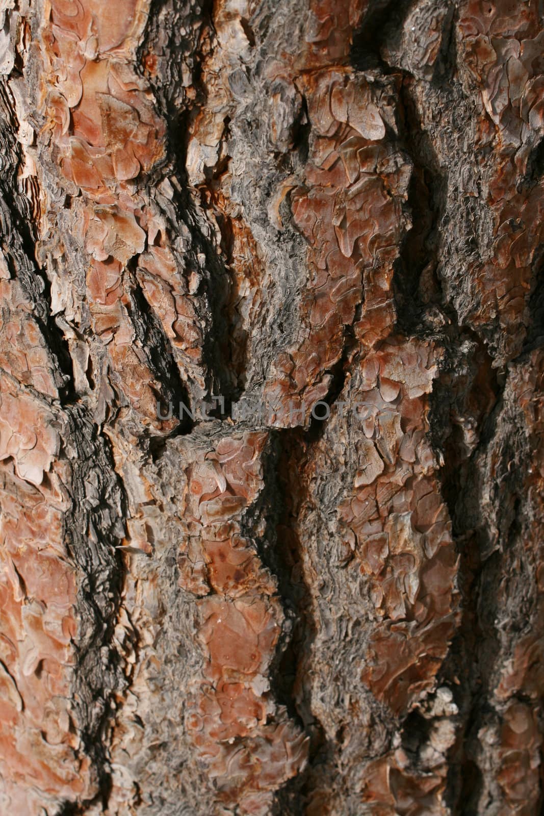 Rich color bark of a pine tree
