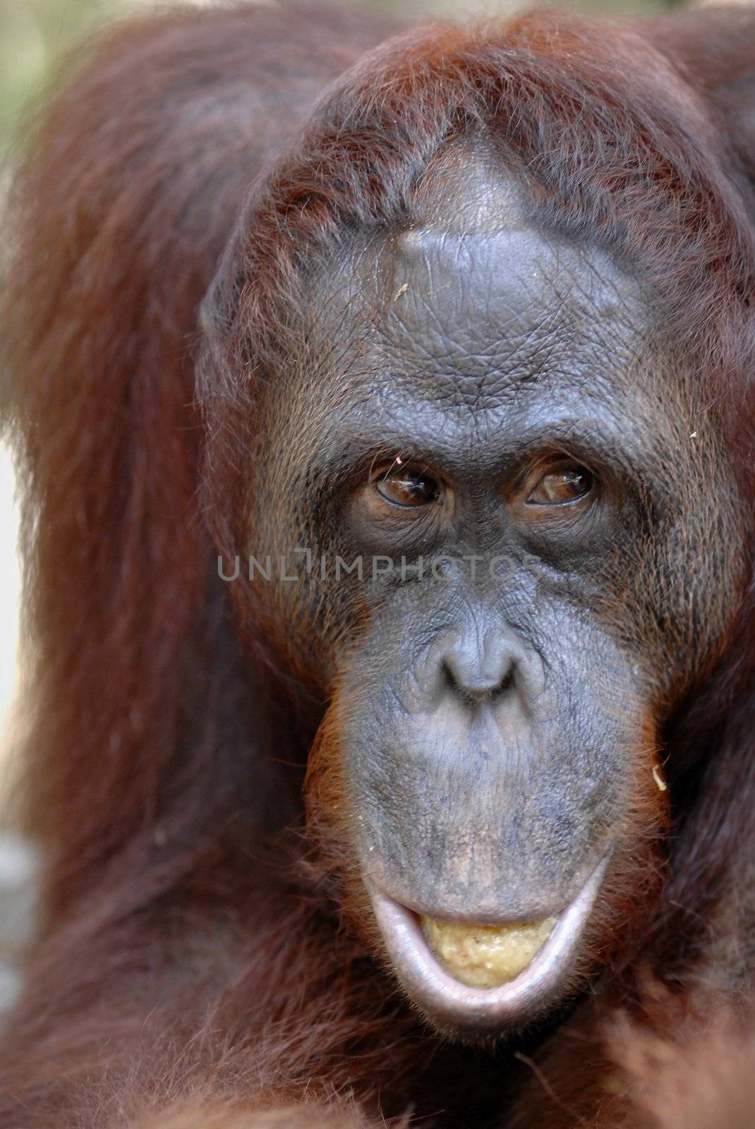 Orangutan Ben. A portrait of the young orangutan on a nickname Ben. The orangutan eats.