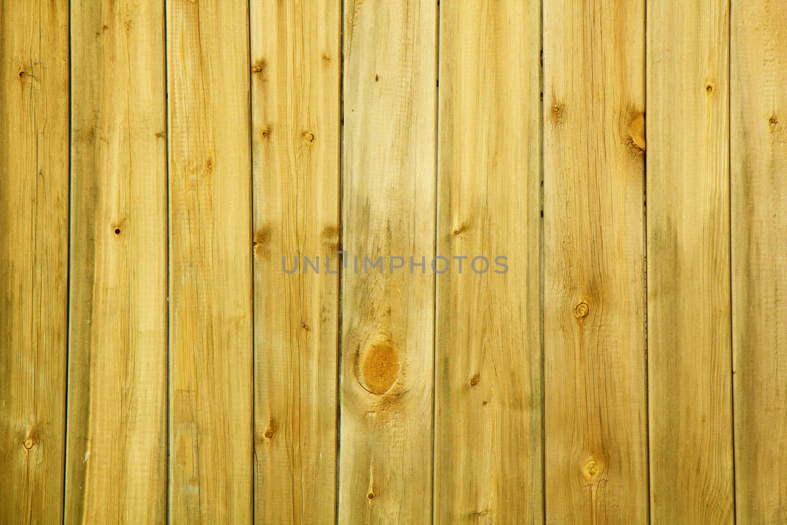 wall of the yellow wood of the old boards with nails

