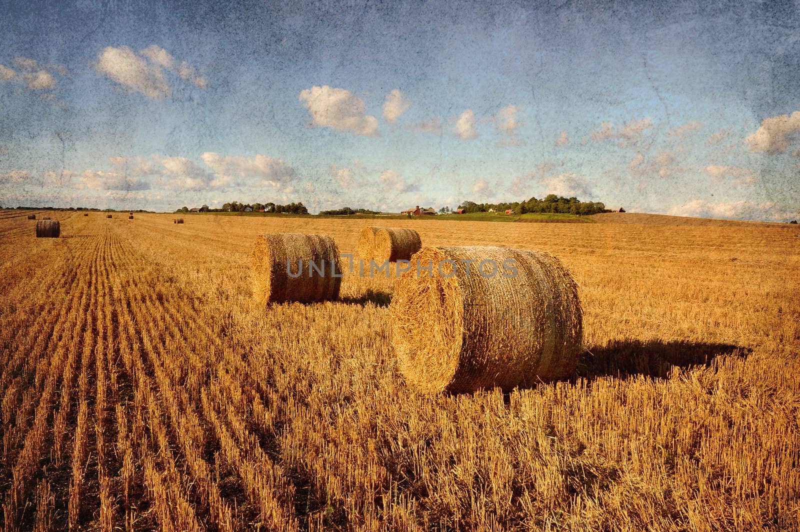 A field with bales of hay in a grunge.