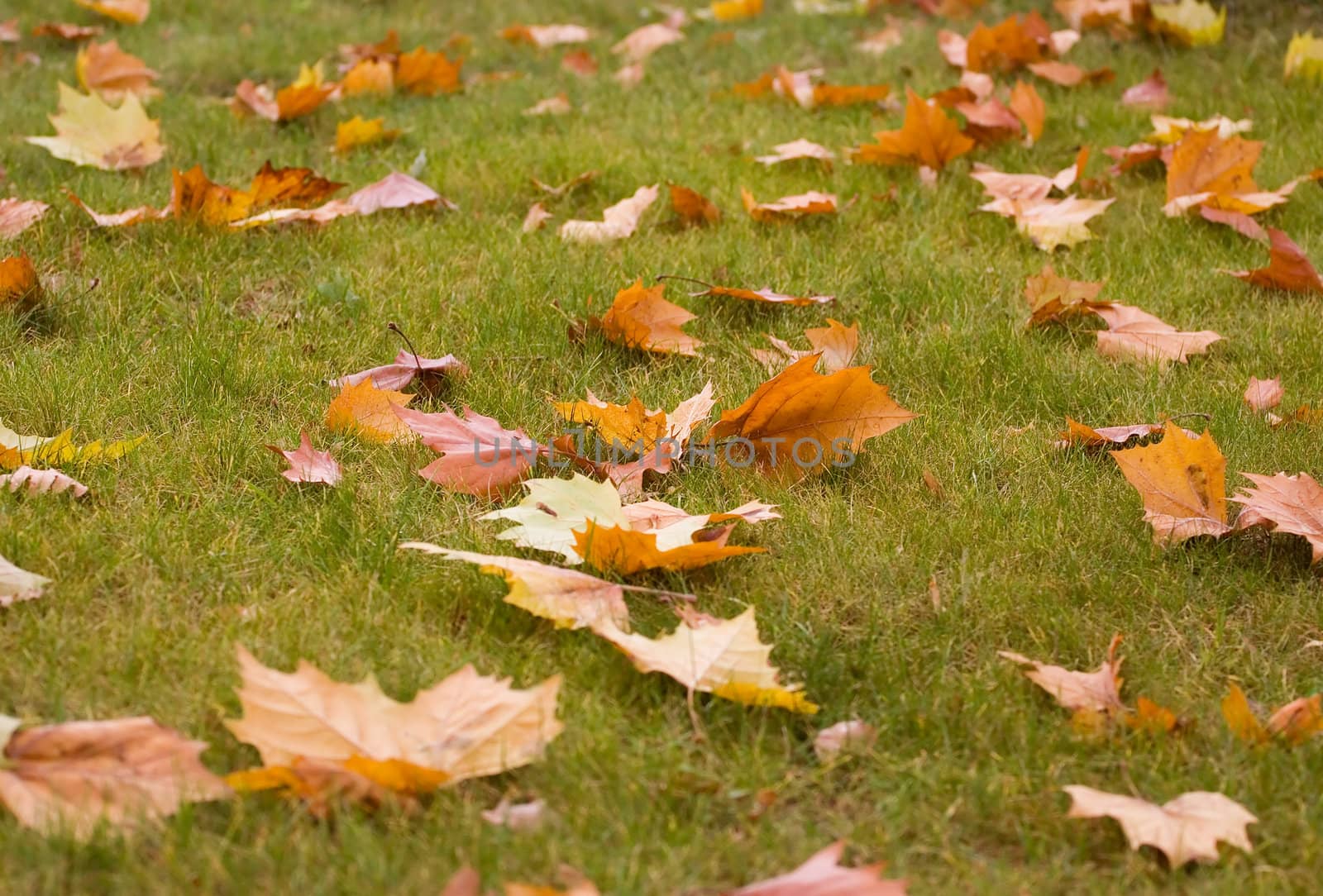 Fall leaves on the ground