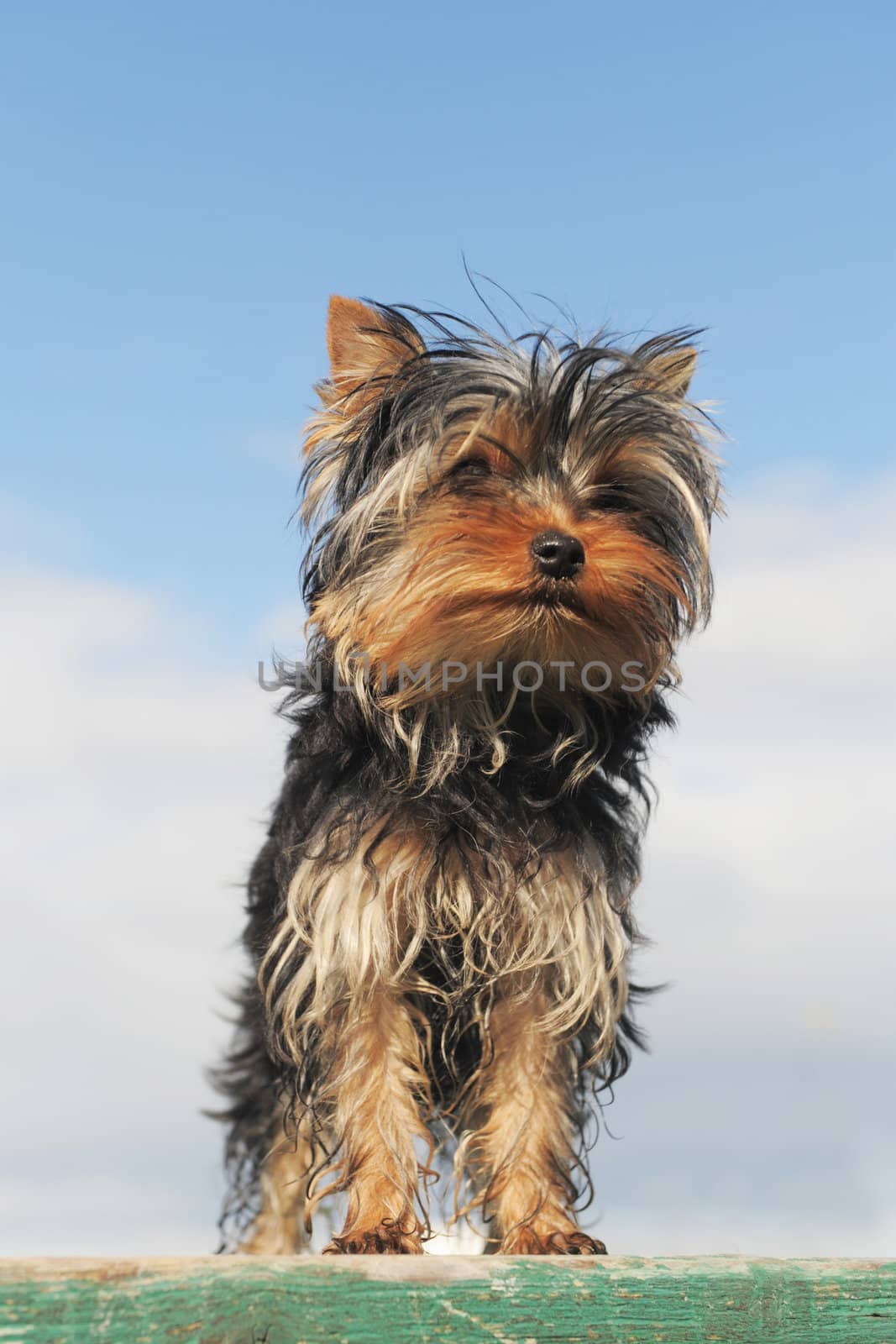 portrait of a puppy purebred yorkshire terrier on a blue sky