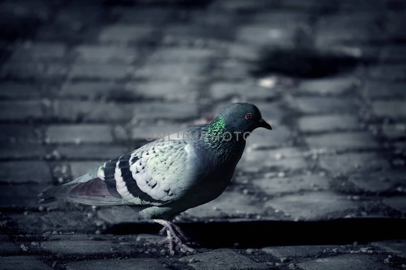 Lonely pigeon on the sidewalk searching for food