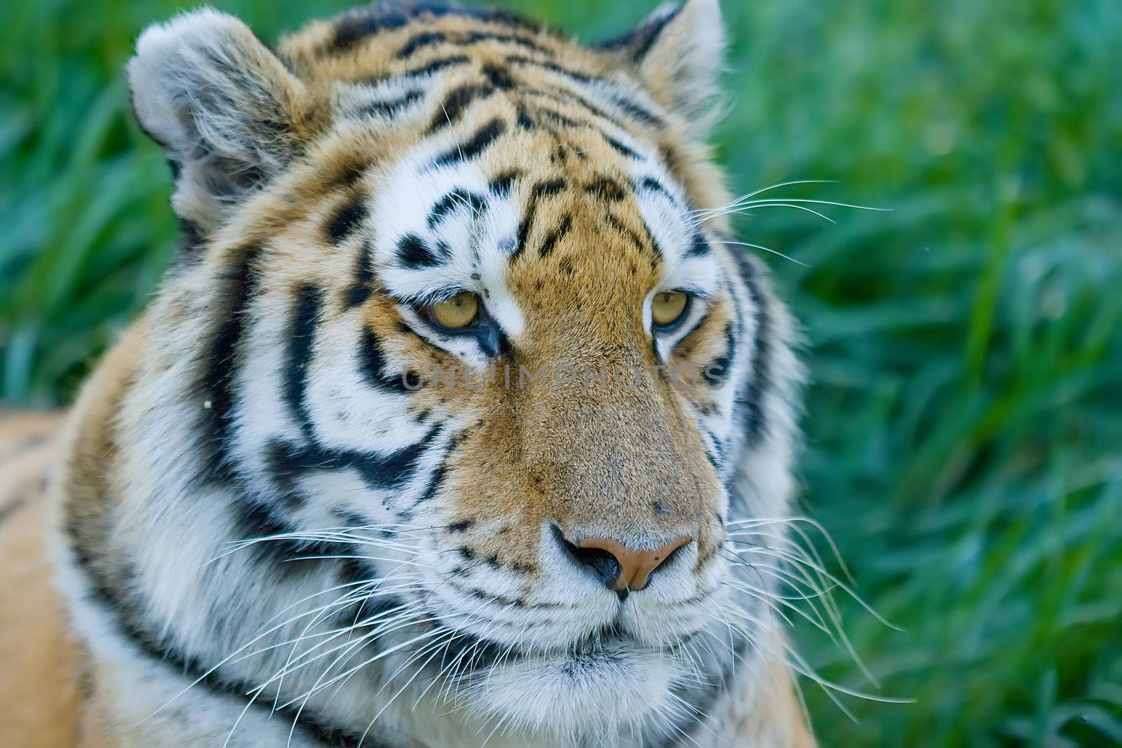 Close up Head shot of a siberian tiger