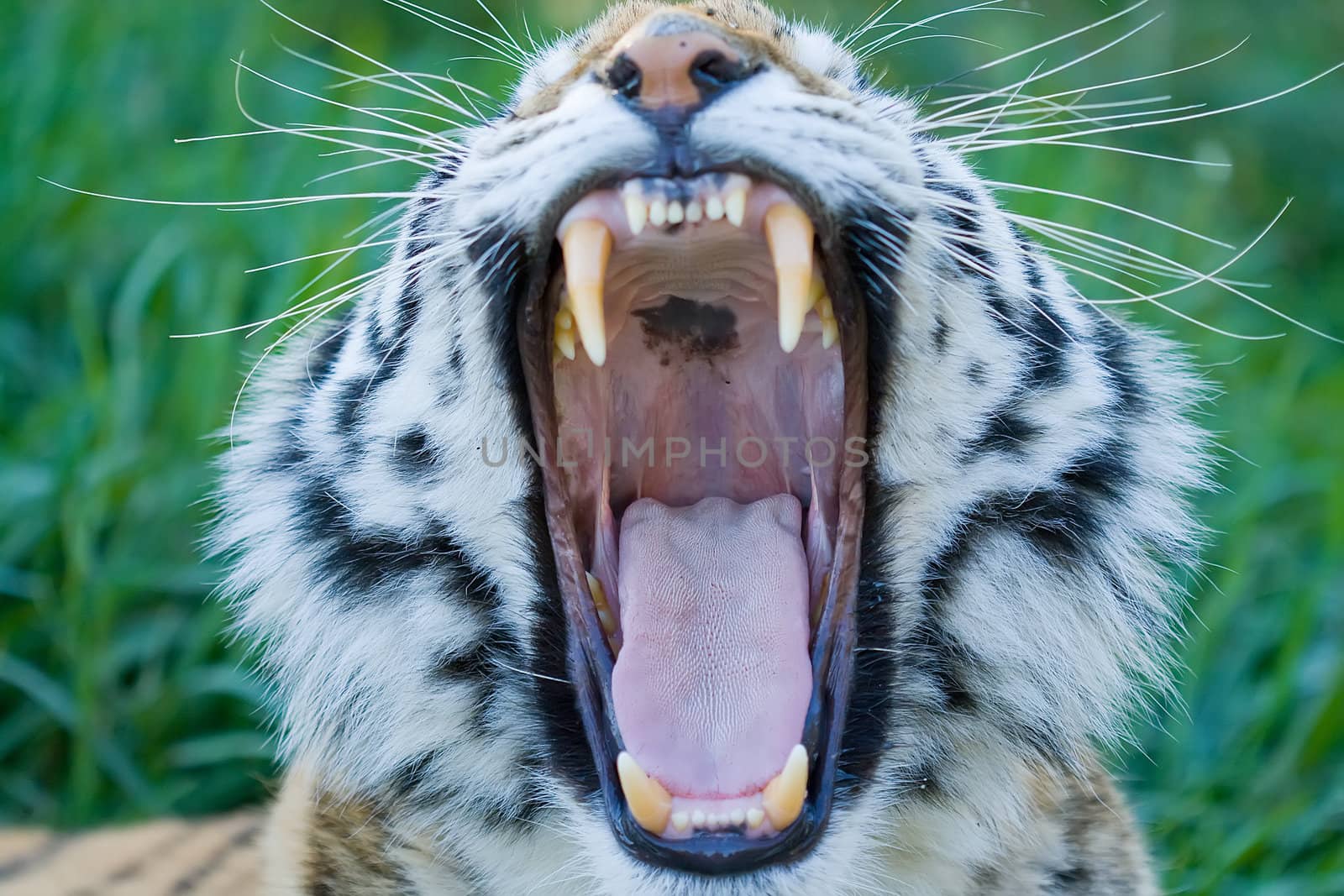 Siberian tiger yawning showing its tongue and teeth