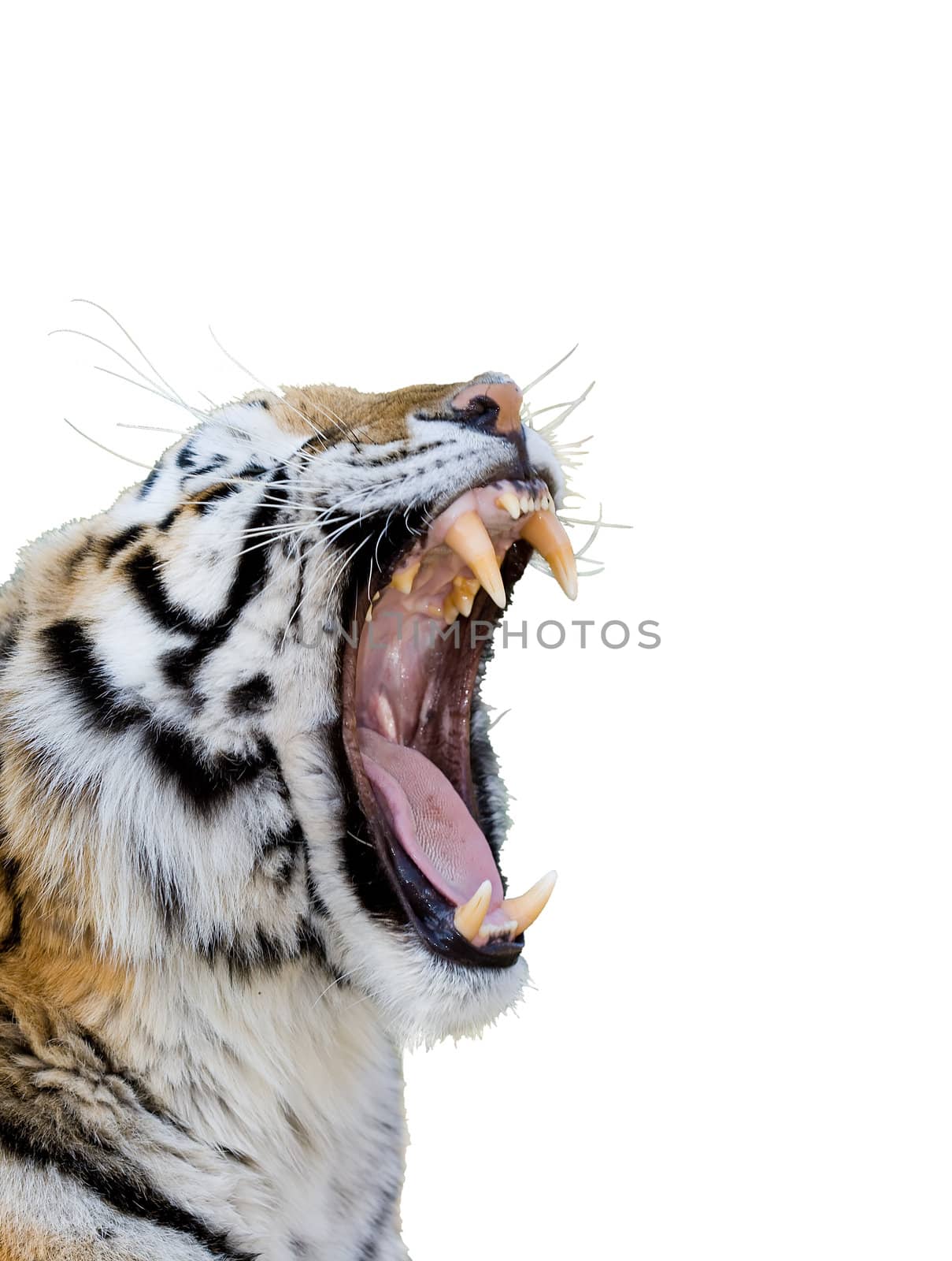 Tiger Growling by nightowlza