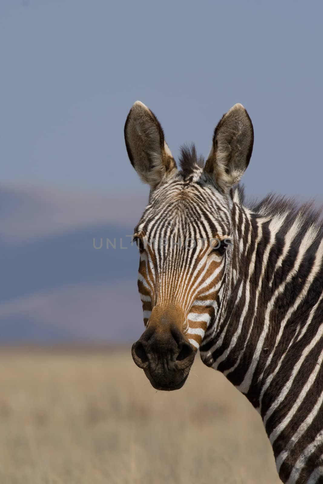 Potrait of a rare and endangered Mountain Zebra