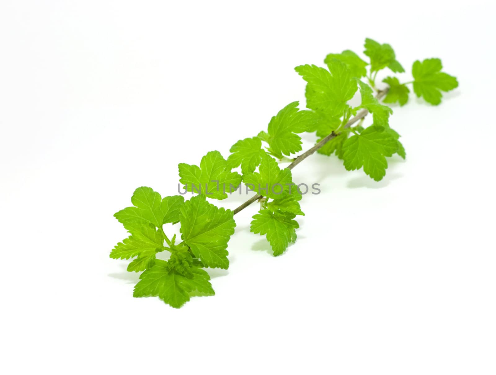 Black currant leaves in Spring isolated on white
