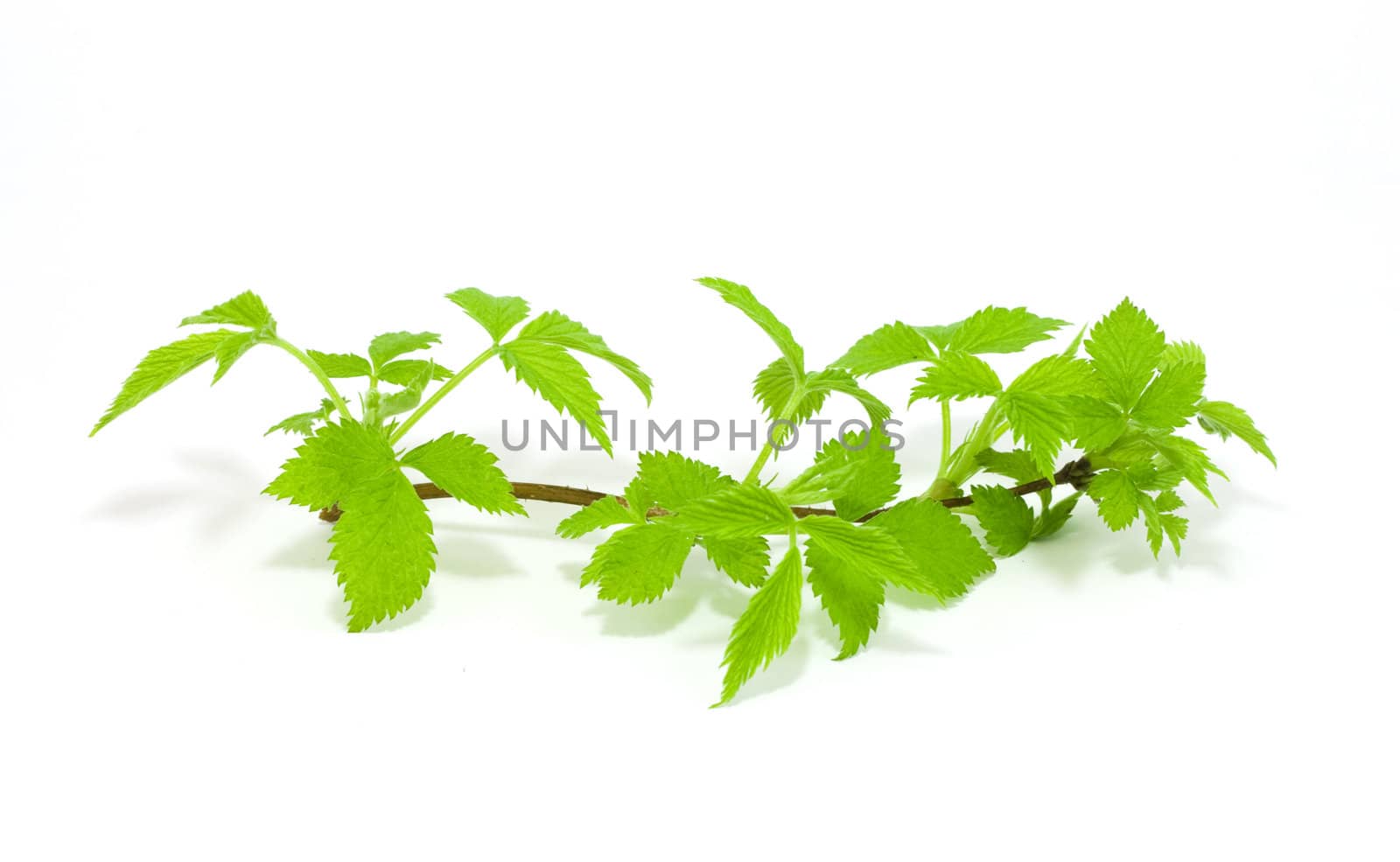 raspberry leaves isolated on white by ursolv