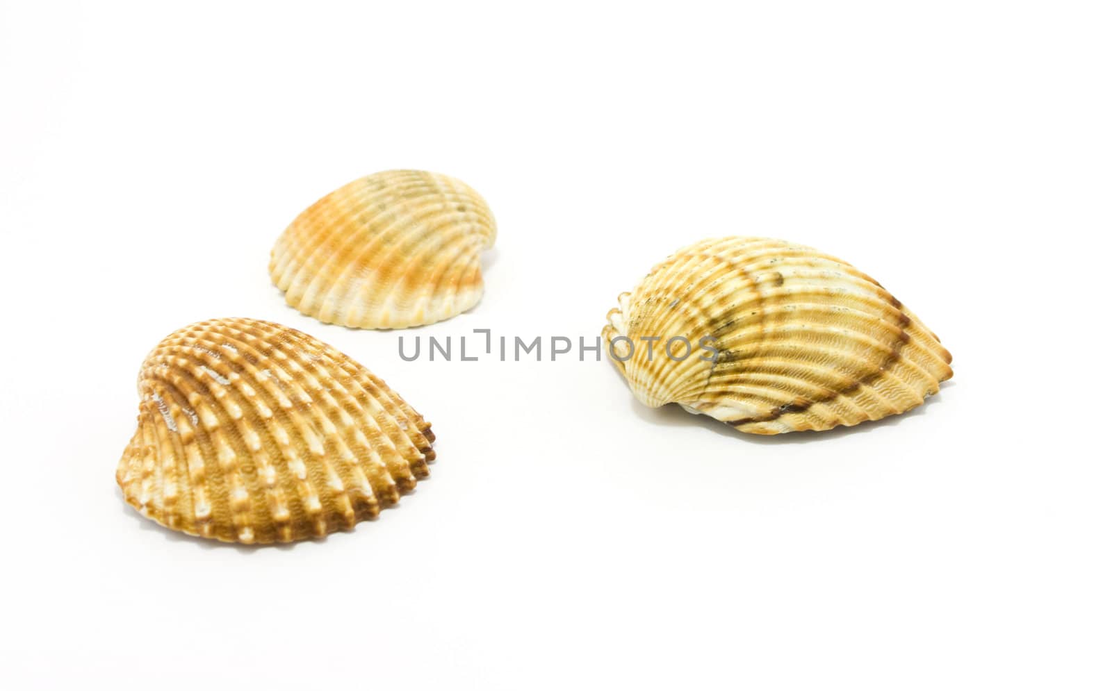 sea shells isolated on white by ursolv