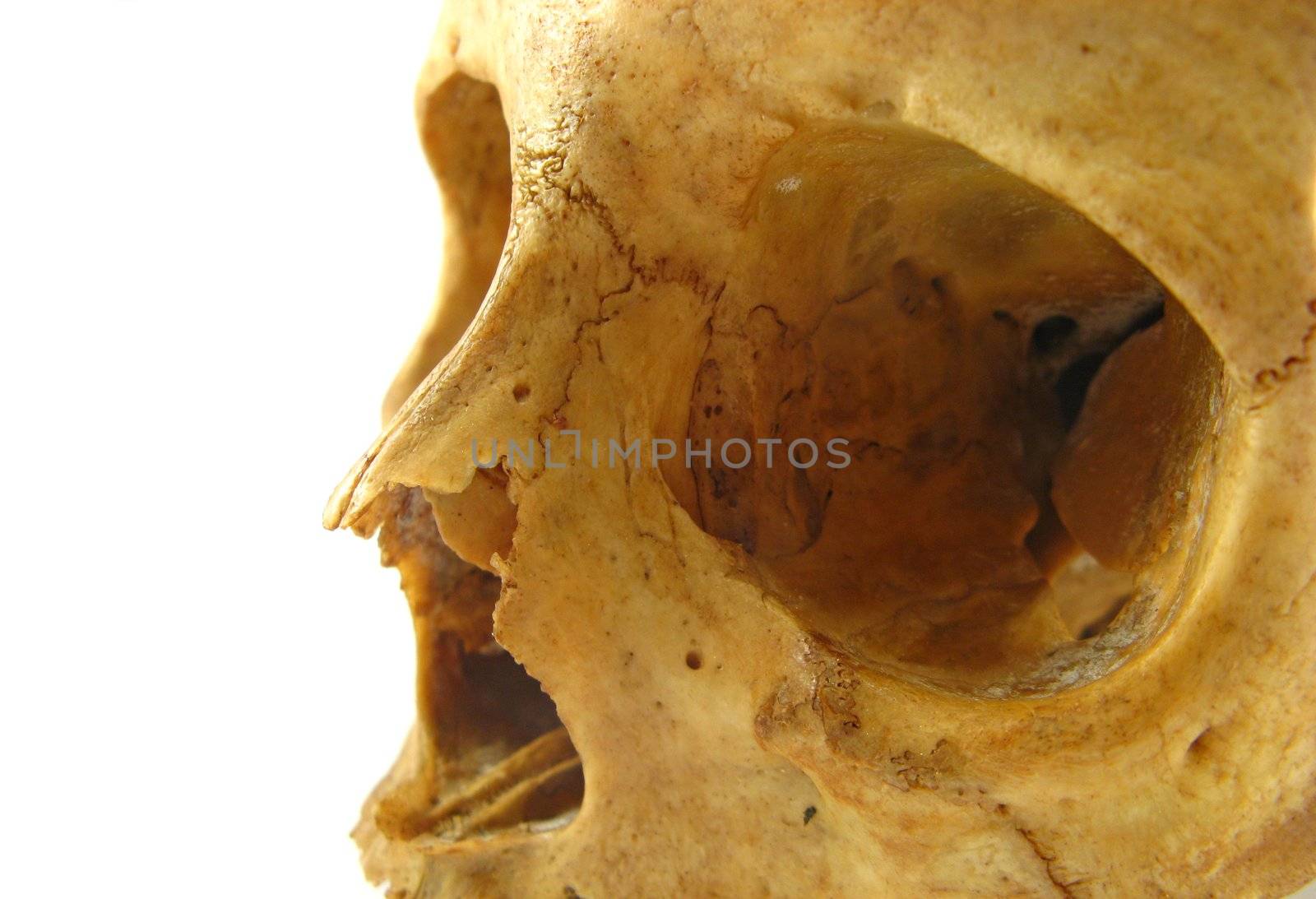 image of a skull on a white background