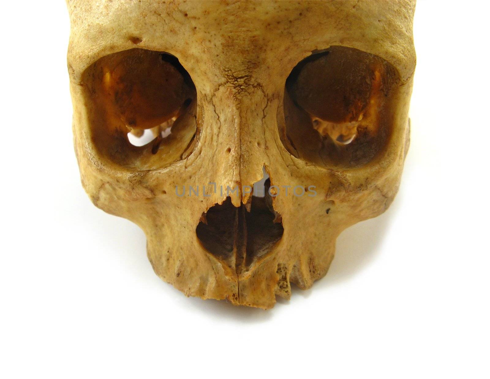 image of a skull on a white background