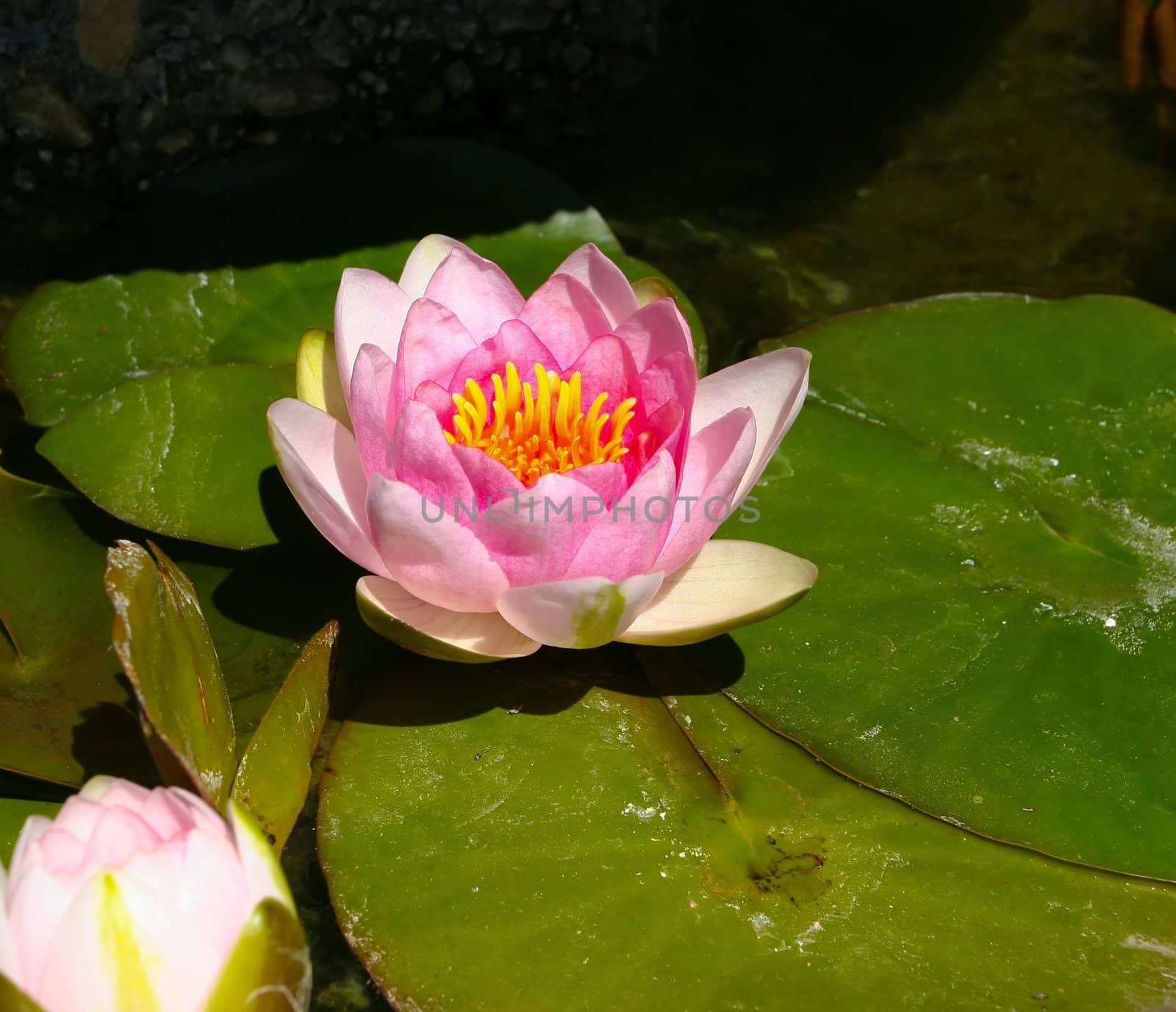 Water Lily by melastmohican