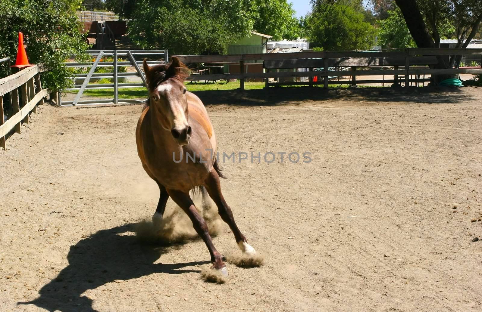 Scenic Horseback Riding just 20 minutes from downtown San Jose in the Saratoga foothills.. Come enjoy a guided horseback ride through Cooper-Garrod Vineyards and the Fremont-Older Mid-Peninsula Open Space Preserve on the eastern slopes of the Santa Cruz Mountains