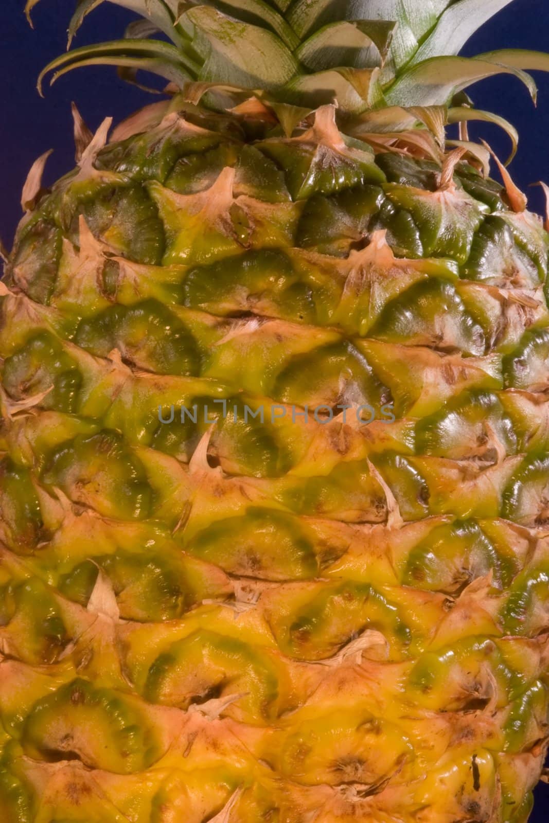 The pineapple (Ananas comosus) is a tropical plant and fruit (multiple), native to Uruguay, Brazil, and Paraguay.