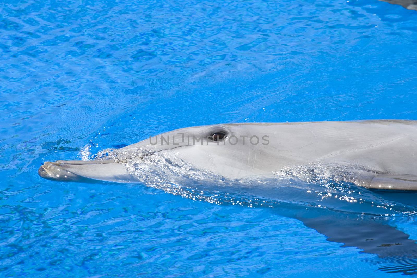 Bottlenose Dolphin swimming against bright blue background