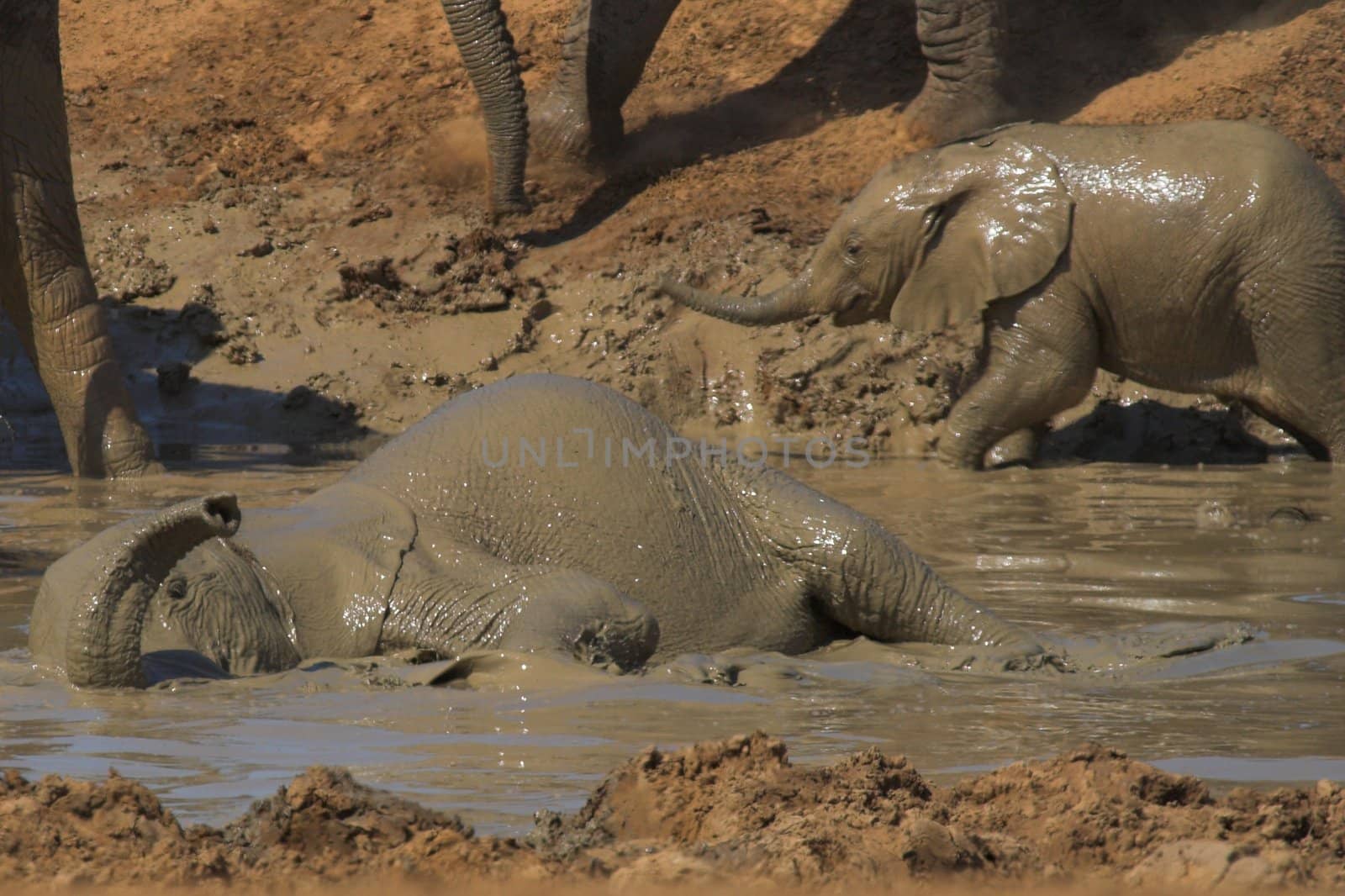 Elephants having a mud bath