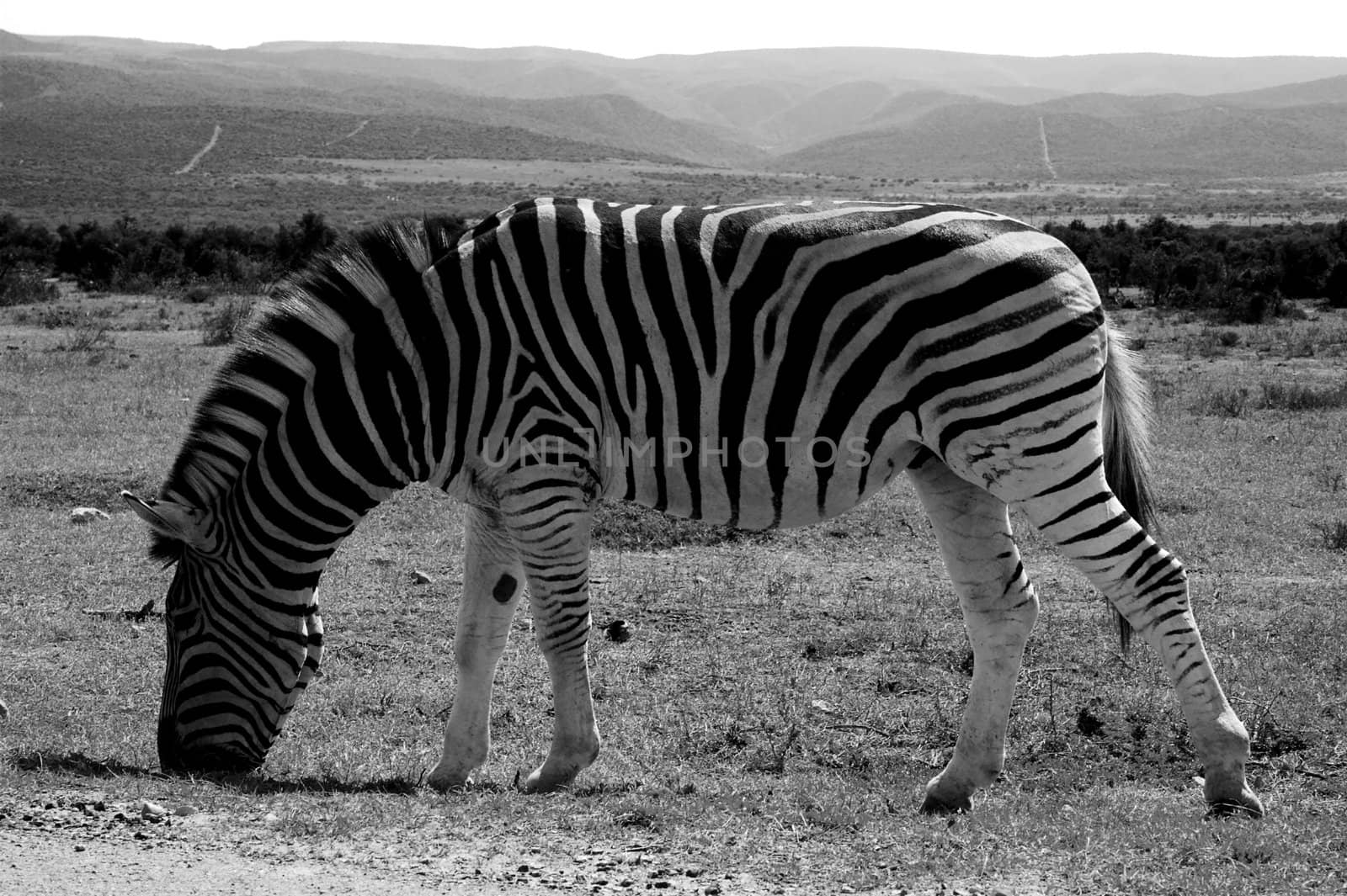 Zebra Feeding by nightowlza