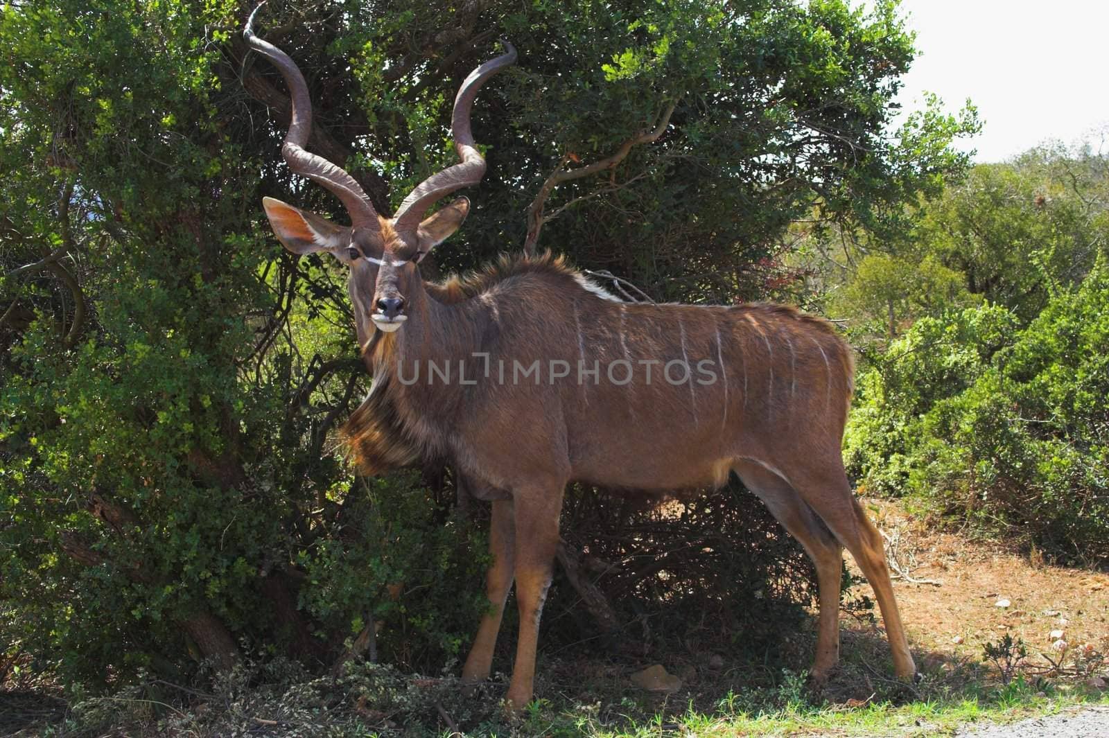 Kudu Male in the African bush by nightowlza