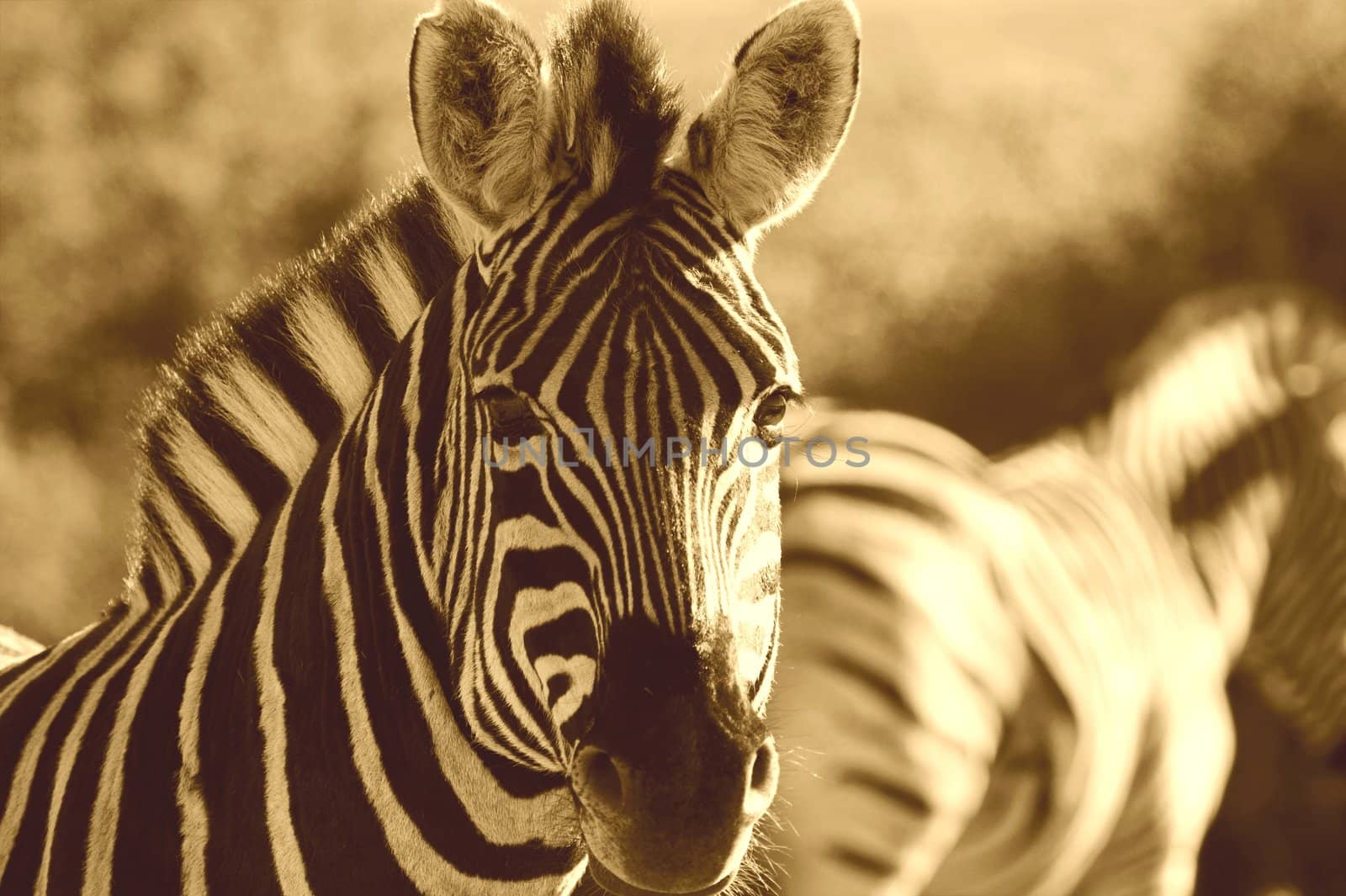 Zebra close up head shot facing the camera