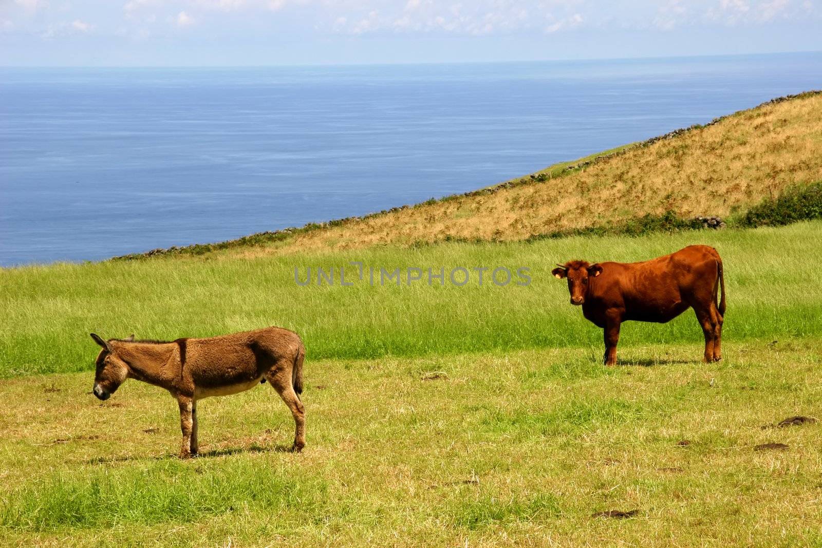 farm animals at the coast